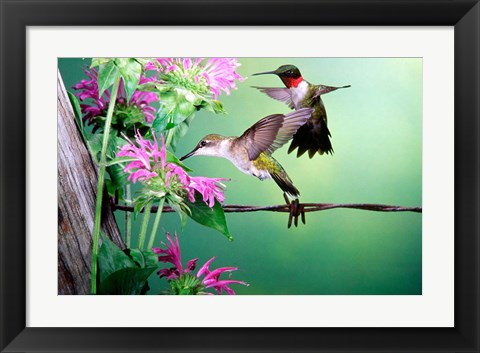 Framed Ruby-Throated Hummingbirds At Bee Balm Print
