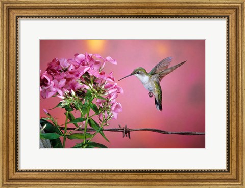 Framed Ruby-Throated Hummingbird Near Garden Phlox Print