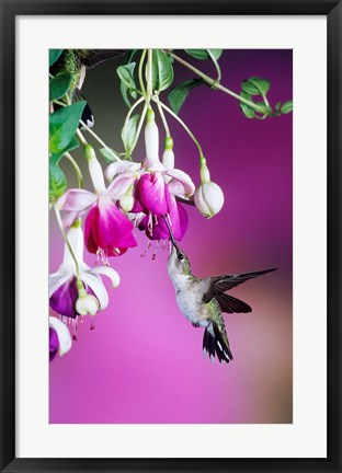 Framed Ruby-Throated Hummingbird Near Hybrid Fuchsia Print