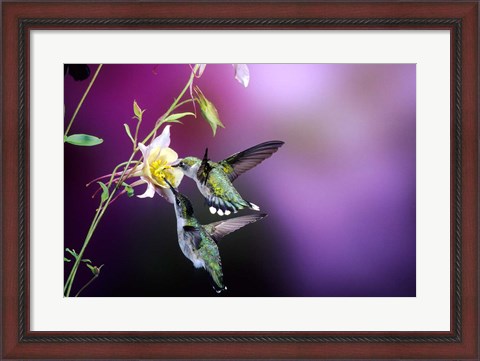 Framed Ruby-Throated Hummingbird Females At Mckana Hybrid Columbine, Shelby County, Illinois Print
