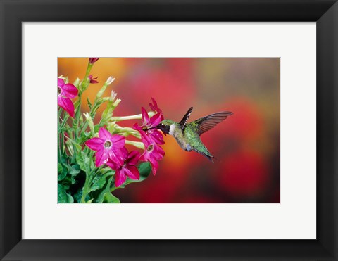 Framed Ruby-Throated Hummingbird At Hummingbird Rose Pink Nicotiana Print