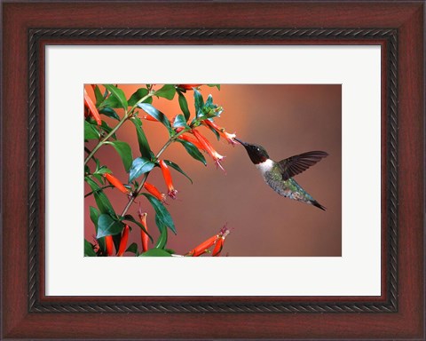 Framed Ruby-Throated Hummingbird At Cigar Plant Print