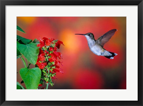 Framed Ruby-Throated Hummingbird On Scarlet Sage Print