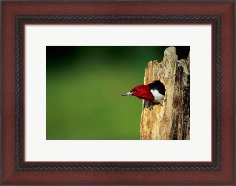 Framed Red-Headed Woodpecker In Nest Cavity, Illinois Print