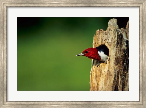 Framed Red-Headed Woodpecker In Nest Cavity, Illinois Print