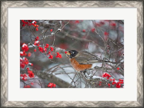 Framed American Robin Eating Berry In Common Winterberry Bush Print