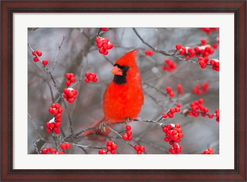 Framed Northern Cardinal In Common Winterberry Bush Print