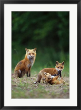 Framed Red Fox Adults With Kit Print