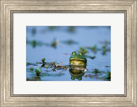 Framed American Bullfrog In The Wetlands Print