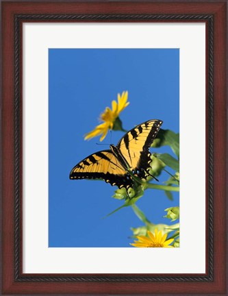 Framed Eastern Tiger Swallowtails On A Cup Plant Print