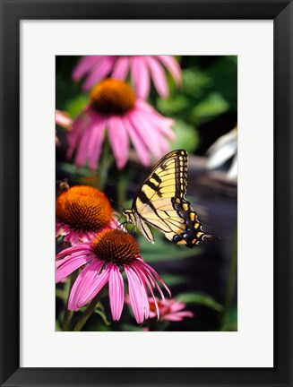 Framed Eastern Tiger Swallowtail On A Purple Coneflower Print