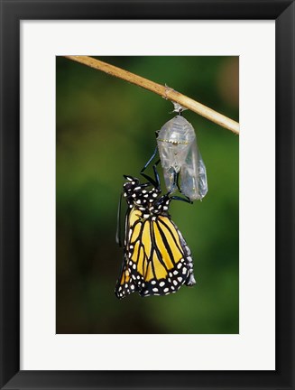 Framed Monarch During Emergence Print