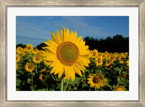Framed Common Sunflower Field, Illinois Print