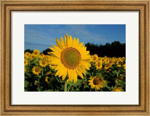 Framed Common Sunflower Field, Illinois Print