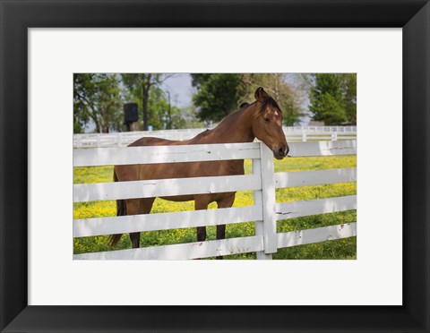 Framed Horse At Fence, Kentucky Print