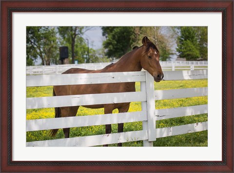 Framed Horse At Fence, Kentucky Print