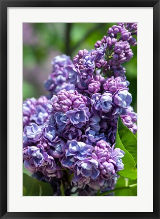 Framed Purple Lilac Tree, Arnold Arboretum, Boston Print