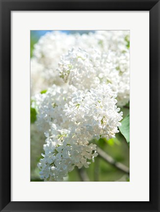 Framed White Lilac Tree, Arnold Arboretum Print