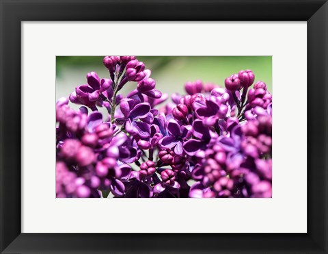 Framed Fuschia Lilac Tree, Arnold Arboretum, Boston Print