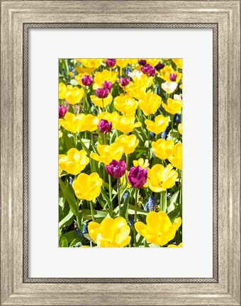 Framed Vibrant Tulip Garden, Massachusetts Print