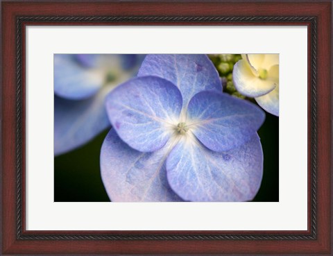 Framed Blue Lacecap Hydrangea, Massachusetts Print