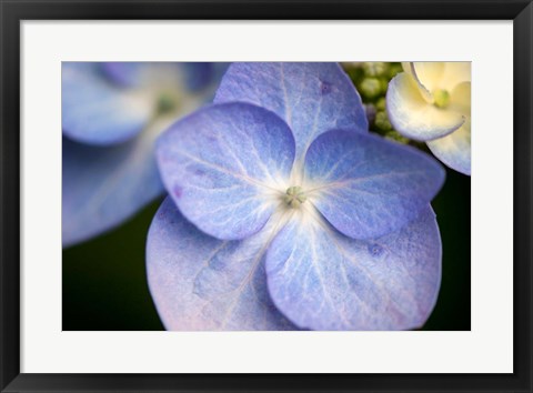 Framed Blue Lacecap Hydrangea, Massachusetts Print