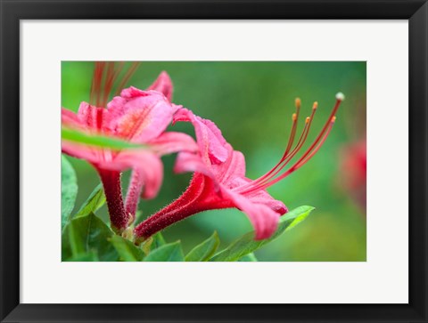 Framed Pink Azalea, Massachusetts Print