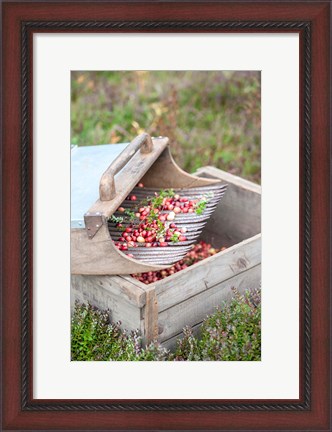 Framed Cranberries And Scoop, Massachusetts Print