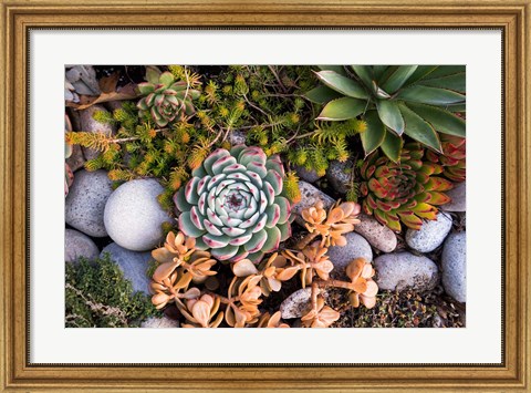 Framed Cape Ann Succulents Print