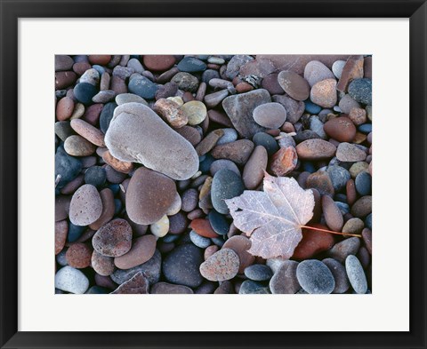 Framed Maple Leaf And Rocks Along The Shore Of Lake Superior Print