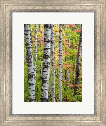 Framed Birch Trunks And Maple Leaves, Michigan Print