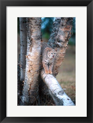 Framed Bobcat On A Fallen Birch Limb Print