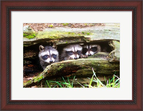 Framed Three Young Raccoons In A Hollow Log Print