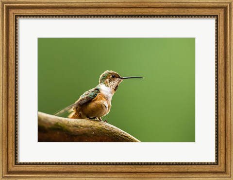 Framed Calliope Hummingbird Perched Print