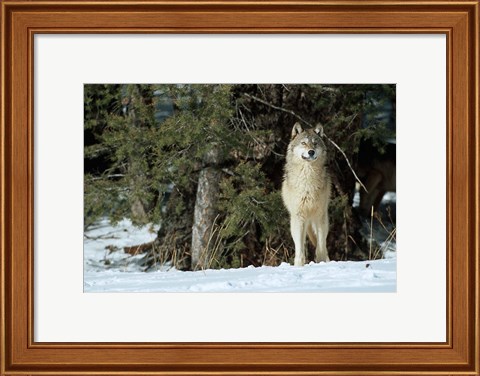Framed Gray Wolf In Winter, Montana Print