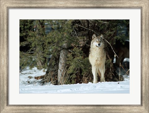 Framed Gray Wolf In Winter, Montana Print