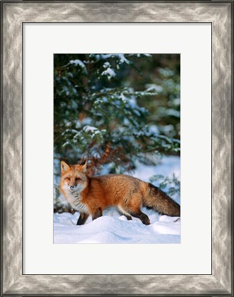 Framed Red Fox Walking In Snow, Montana Print
