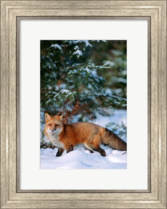 Framed Red Fox Walking In Snow, Montana Print