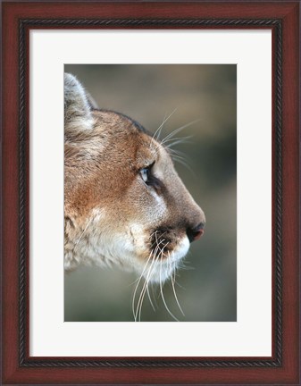 Framed Side Profile Of A Mountain Lion, Montana Print
