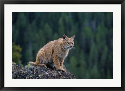 Framed Lynx, Montana Print