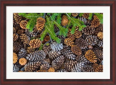 Framed Pine Cones And Douglas Fir Bough, Nevada Print