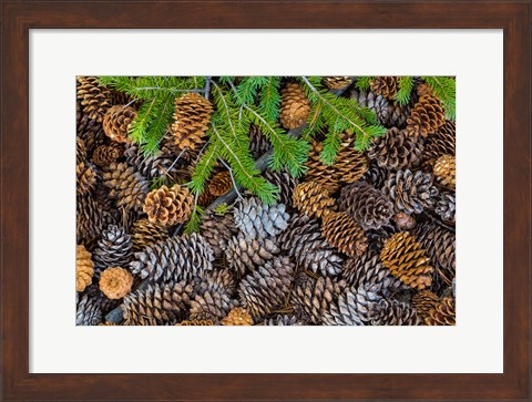 Framed Pine Cones And Douglas Fir Bough, Nevada Print