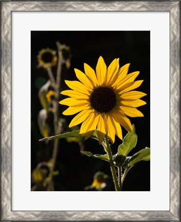Framed Backlit Sunflower, Santa Fe, New Mexico Print