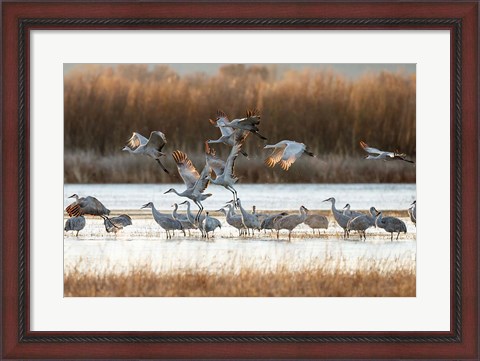 Framed Sandhill Cranes Flying, New Mexico Print