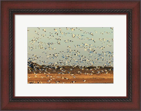 Framed Snow Geese Taking Off From Their Morning Roost, New Mexico Print
