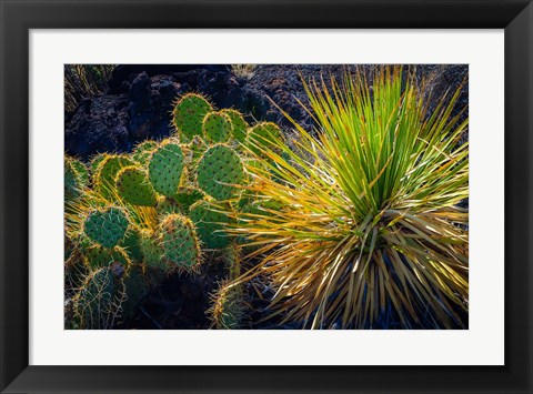 Framed Cactus On Malpais Nature Trail, New Mexico Print