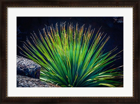 Framed Succulent On Malpais Nature Trail, New Mexico Print