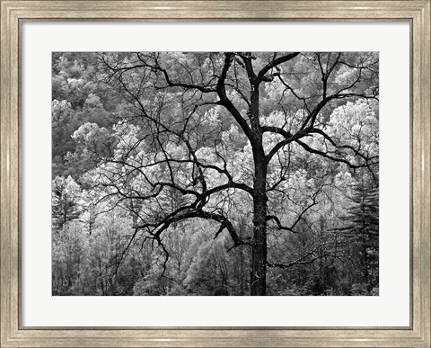Framed Tree Caught In Dawn&#39;s Early Light, North Carolina (BW) Print