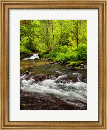 Framed Siuslaw National Forest, Sweet Creek, Oregon Print