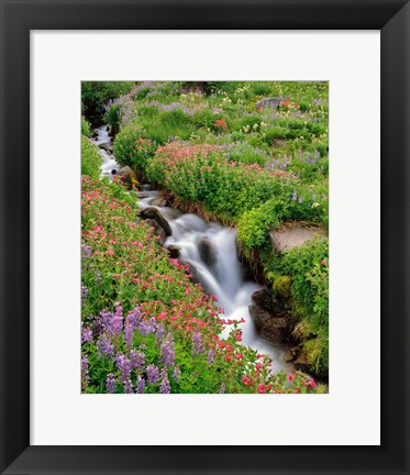 Framed Monkey-Flowers And Lupine Along Elk Cove Creek, Oregon Print